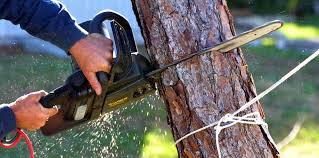 Trusted Tifton, GA Tree Services Experts