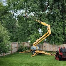 How Our Tree Care Process Works  in  Tifton, GA