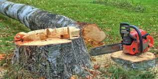 Best Tree Removal  in Tifton, GA