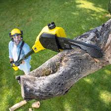 Best Tree Cabling and Bracing  in Tifton, GA