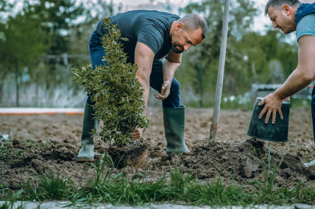 Best Sod Installation  in Tifton, GA
