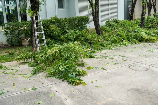Best Tree and Shrub Care  in Tifton, GA
