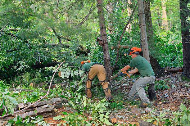 Best Stump Grinding and Removal  in Tifton, GA