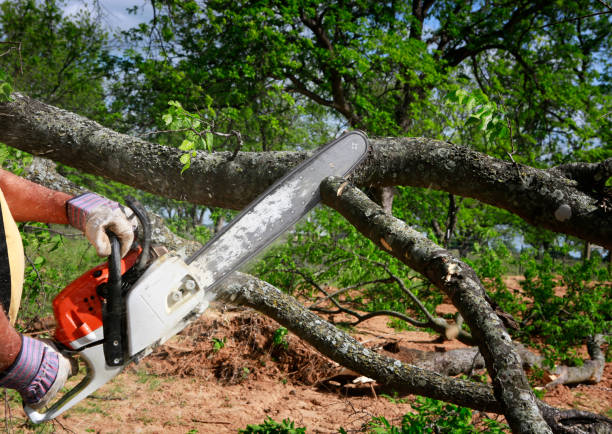 Best Fruit Tree Pruning  in Tifton, GA